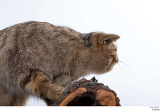 Wildcat Felis silvestris head neck 0001.jpg